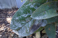 Golovinomyces verbasci