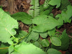 Eurybia schreberi