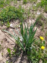 Iris missouriensis