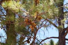 Arceuthobium vaginatum