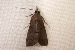 Hypena scabra