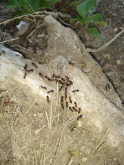 Crematogaster schmidti