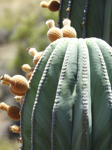 Mexican Giant Cactus