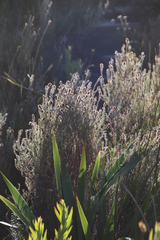 Seriphium cinereum
