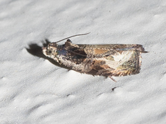 Olethreutes connectum