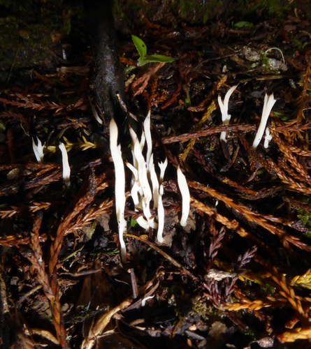 Clavulina subrugosa image