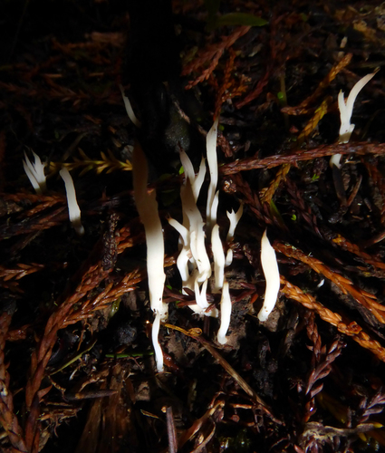 Clavulina subrugosa image