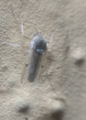 Chironomidae
