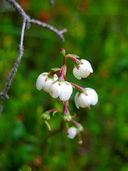 Pyrola media