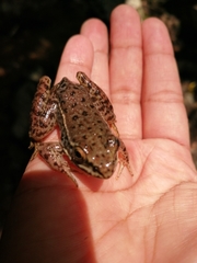 Lithobates zweifeli