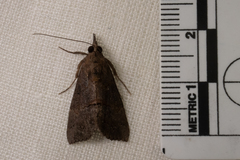Hypena scabra