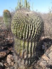 Ferocactus emoryi emoryi