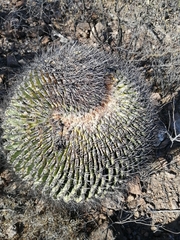 Ferocactus emoryi emoryi