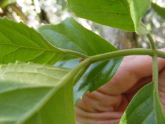 Koanophyllon hammatocladum