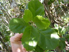 Koanophyllon hammatocladum