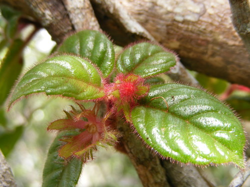 Columnea grisebachiana