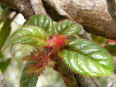 Columnea grisebachiana