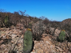 Ferocactus emoryi emoryi