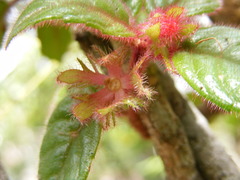 Columnea grisebachiana