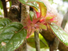 Columnea grisebachiana