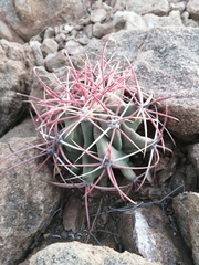 Ferocactus emoryi emoryi