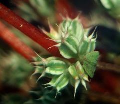 Illecebrum verticillatum