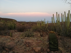 Ferocactus emoryi emoryi