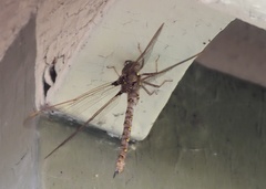 Boyeria vinosa