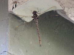 Boyeria vinosa