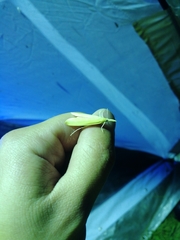 Schoenobiinae