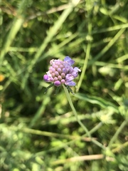 Scabiosa ochroleuca