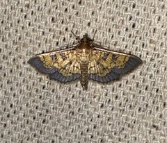 Diacme elealis