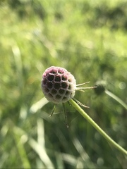 Scabiosa ochroleuca