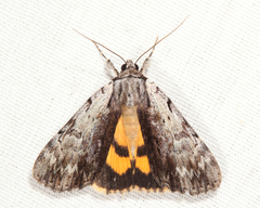 Catocala gracilis