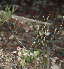 Eriogonum panamintense