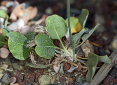Eriogonum panamintense