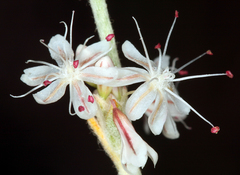 Eriogonum panamintense
