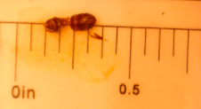 Lasius umbratus