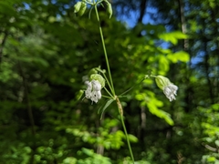 Silene stellata