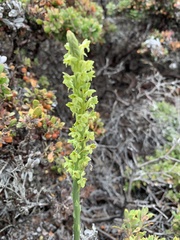 Platanthera michaelii