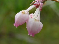 Andromeda polifolia glaucophylla