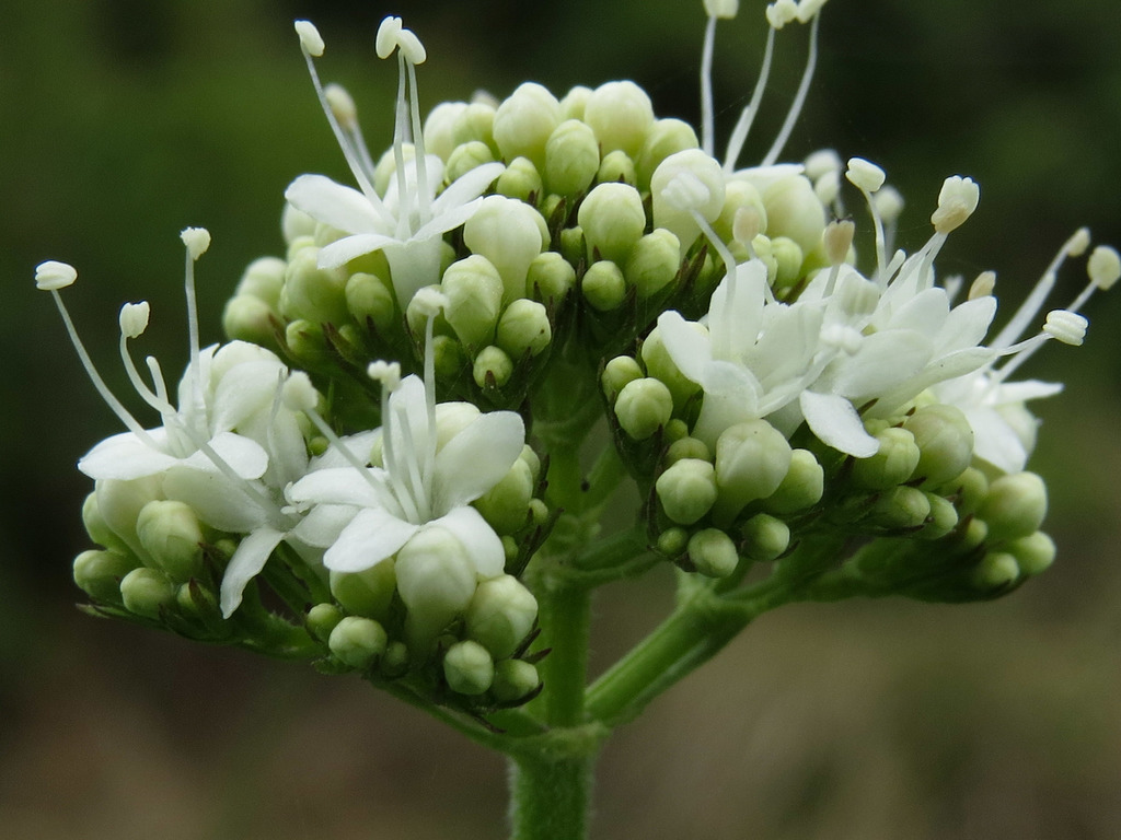 Marsh Valerian