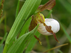 Cypripedium candidum