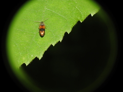 Horistonotus curiatus