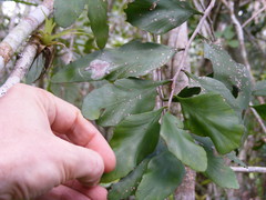 Phyllanthus montanus