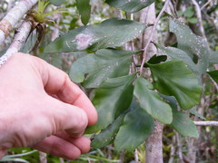 Phyllanthus montanus