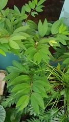 Cynometra cauliflora