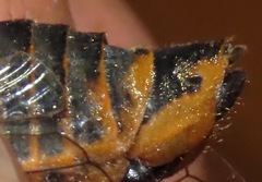 Okanagana sequoiae