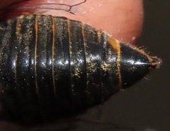 Okanagana sequoiae