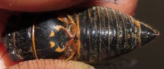 Okanagana sequoiae